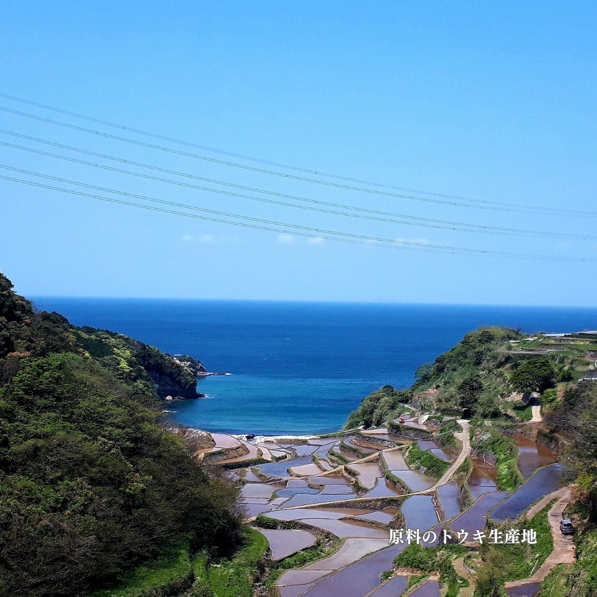 【定期便】ARIKA 和漢 セラム（美容液）